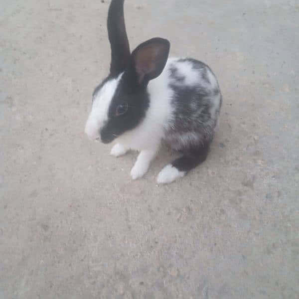 rabbit female for sale 3