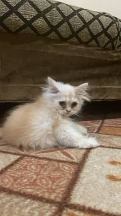 persian ( kitten )