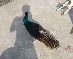 Peacocks Mor for sale  no bite tammed