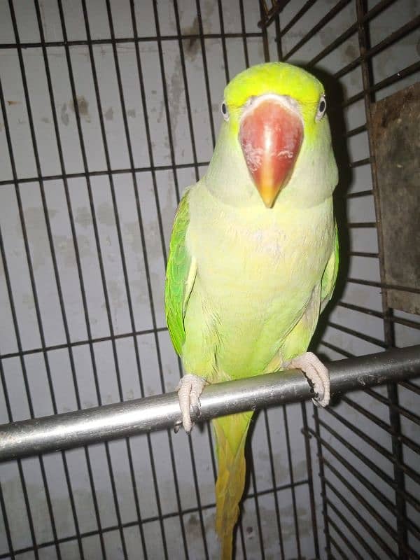 female raw parrot | breeder female | mature female raw parrot 6