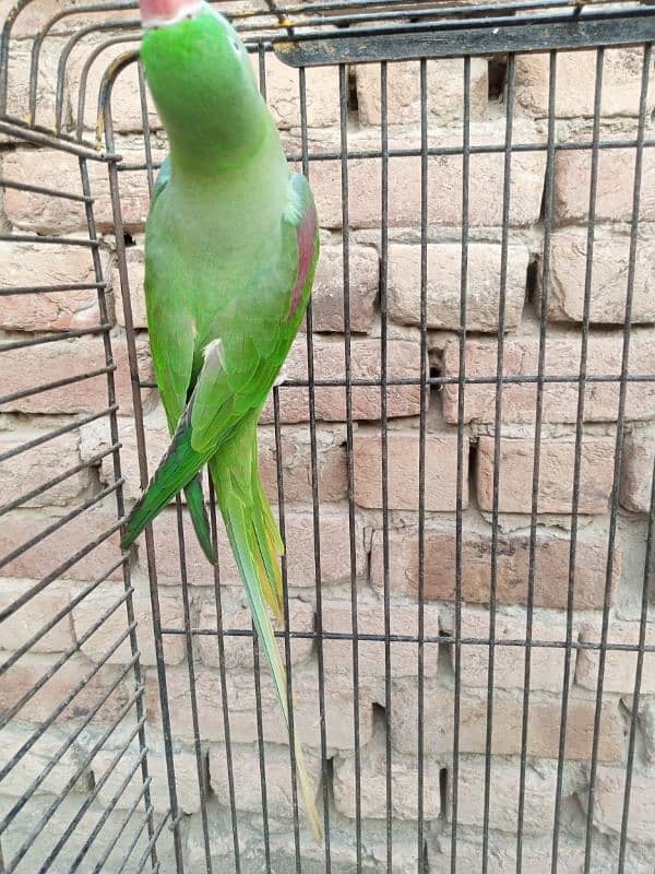 female raw parrot | breeder female | mature female raw parrot 7