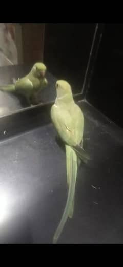 Green Parrot