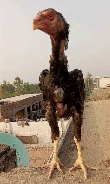 oh shamoo  round face long hight for sale shamo high quality 4