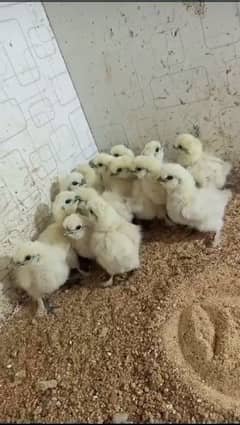 white silki chicks