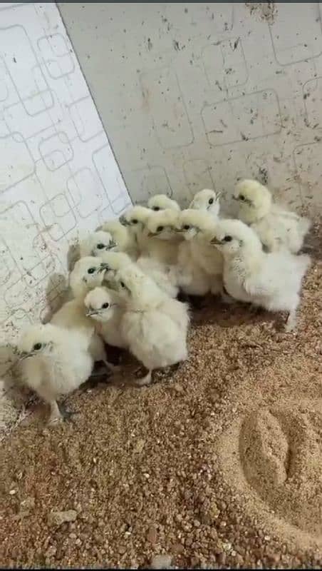 white silki chicks 0