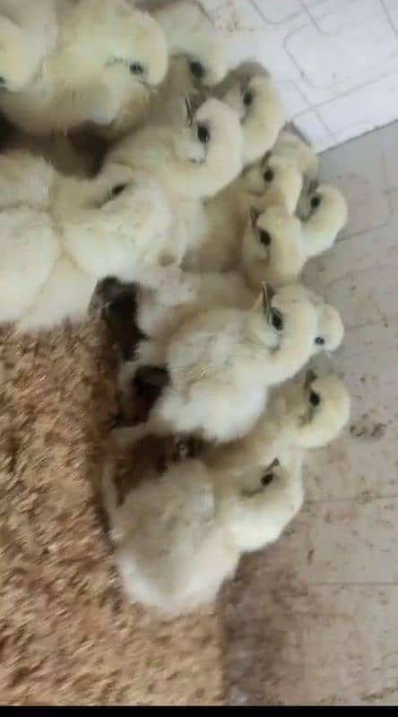 white silki chicks 2