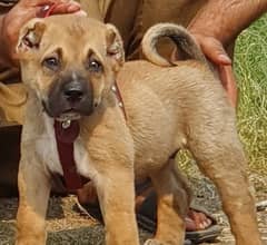 king Kurdish kangal security dog pair 2 mohtn for sale