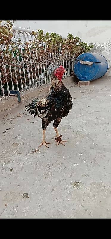 aseel breeder male 2