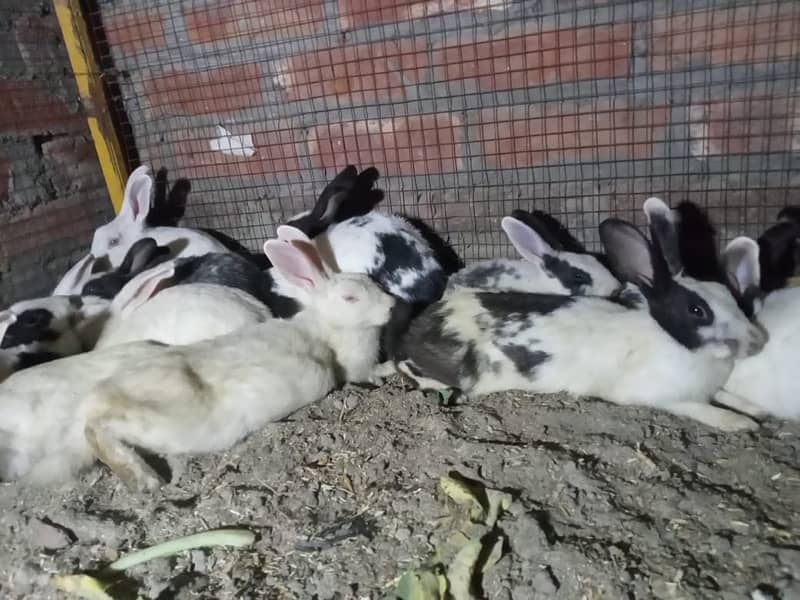 Male and female rabbits 0