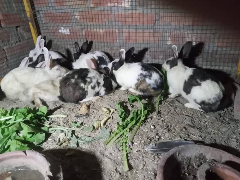 Male and female rabbits 1