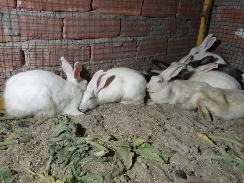 Male and female rabbits 2