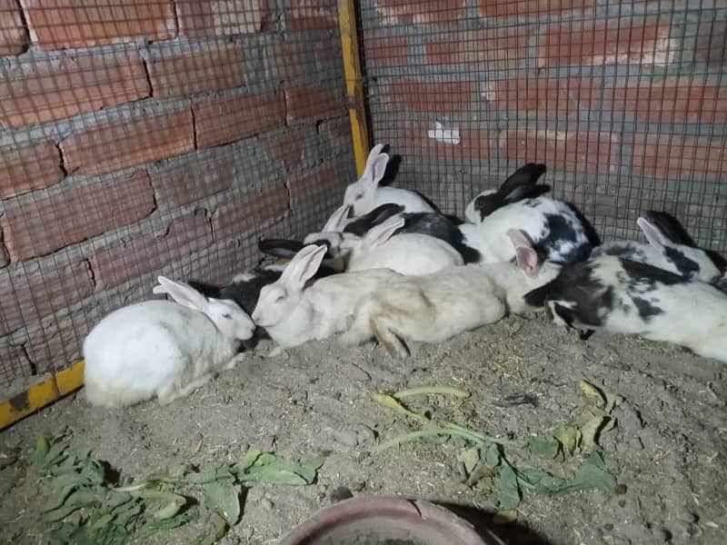 Male and female rabbits 3