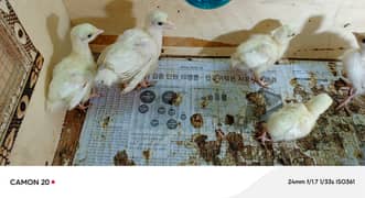 turkey chicks ke golden bacche