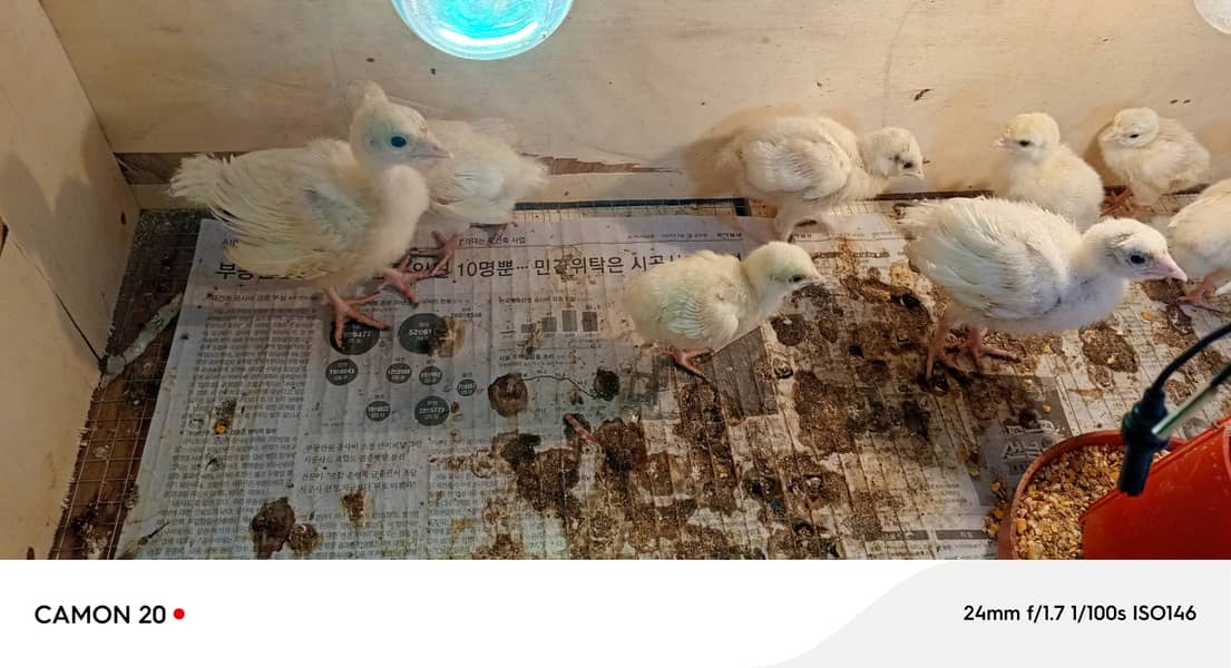 turkey chicks ke golden bacche 2