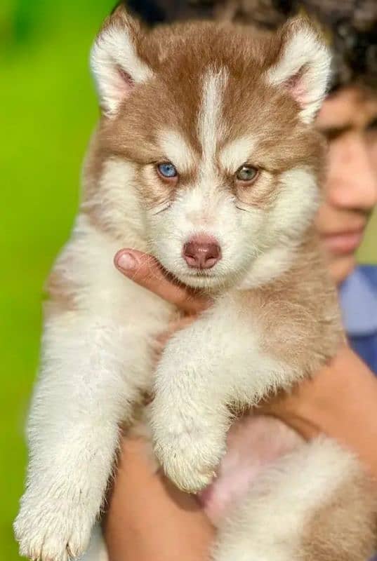 Siberian husky puppi Argent Sailing Me 1