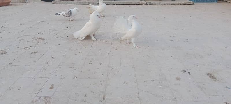 English fantail pure white. English fantail black and white 0