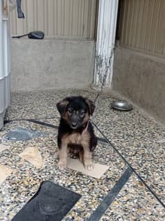 German shepard Puppy Long Court