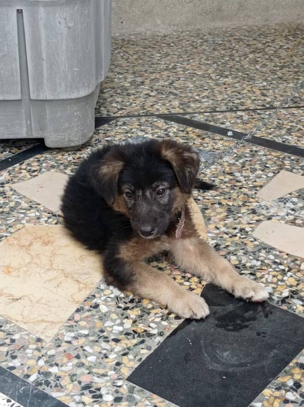 German shepard Puppy Long Court 4