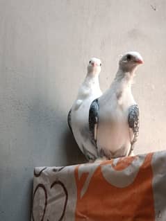 Sentient pigeon breeder pair