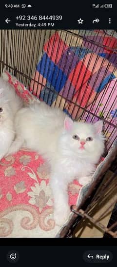 Persian cat for sale my WhatsApp number 03468444939