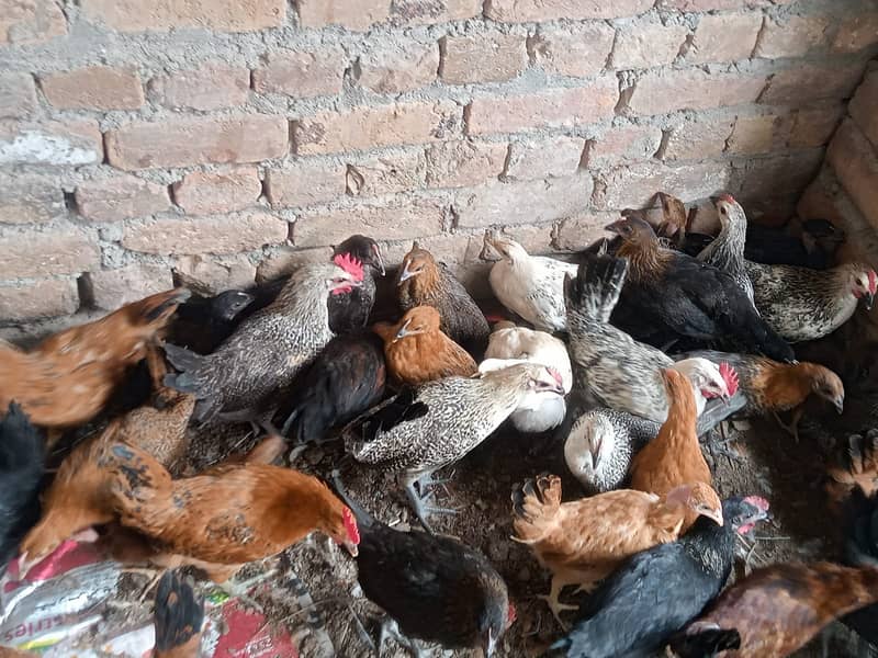 golden misri | lohman brown| eggs laying | 3 days chicks | 03274087584 1