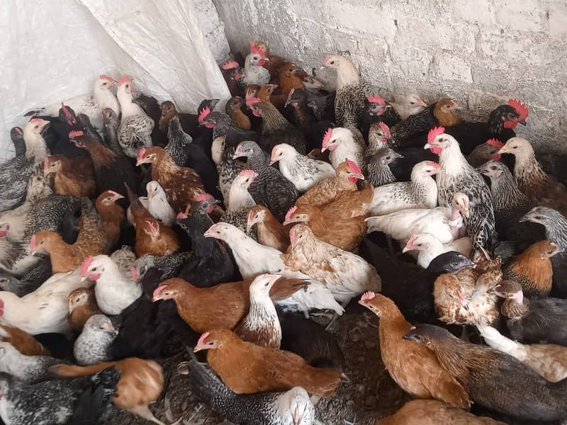 golden misri | lohman brown| eggs laying | 3 days chicks | 03274087584 2