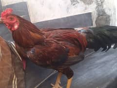 dogla aseel murga for sale 0