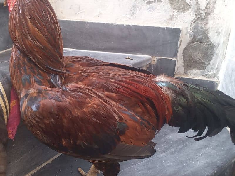 dogla aseel murga for sale 3