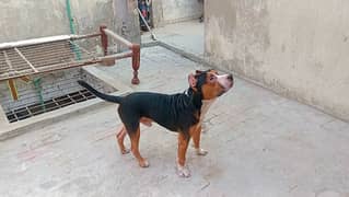 Pitbull Tri color Male for sale read full add