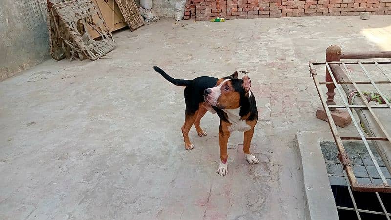 Pitbull Tri color Male for sale read full add 6