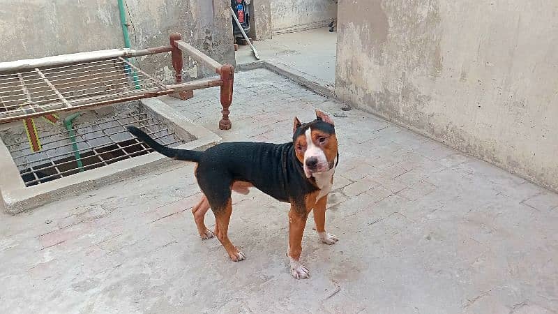 Pitbull Tri color Male for sale read full add 7