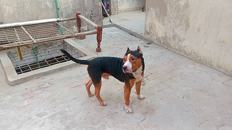 Pitbull Tri color Male for sale read full add 8