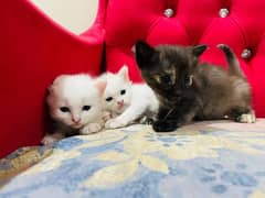 Persian cat and kittens.