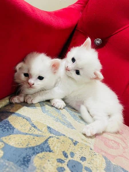 Persian cat and kittens. 1