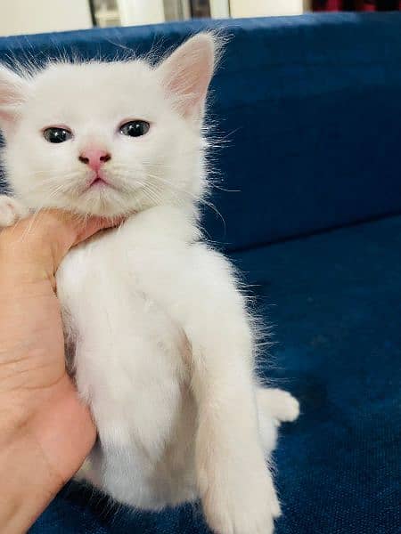 Persian cat and kittens. 2