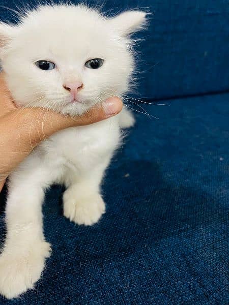 Persian cat and kittens. 4