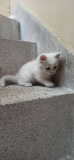 Persian WHITE kitten