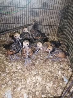 golden sebright chicks for sale on