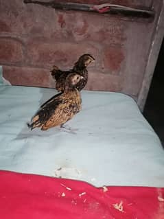 golden sebright chicks for sale on 0