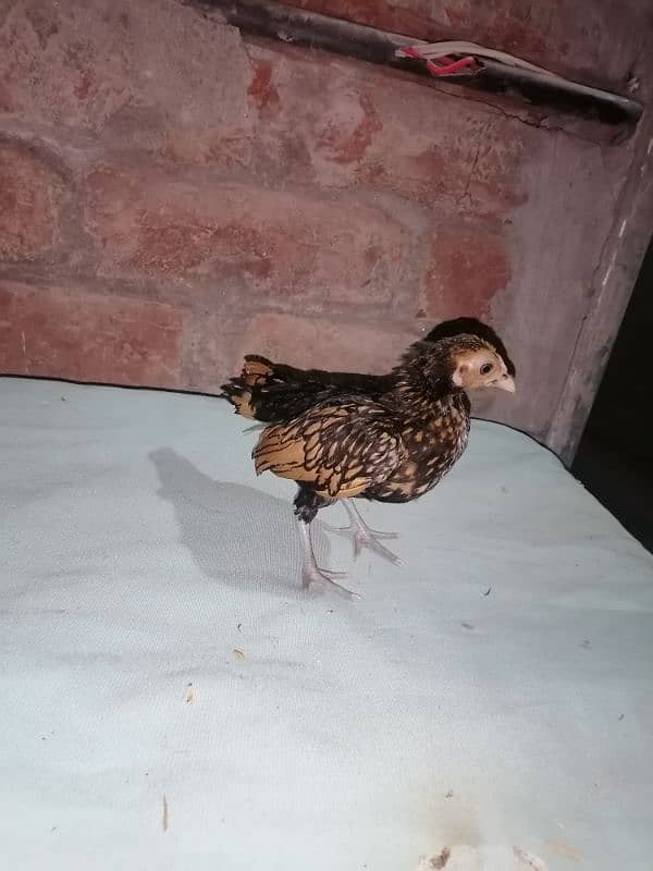 golden sebright chicks for sale on 1