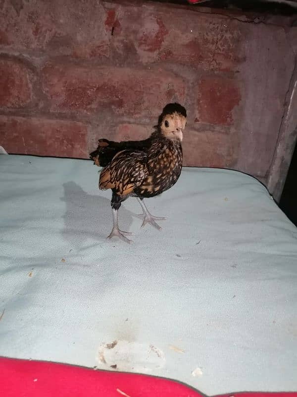 golden sebright chicks for sale on 2