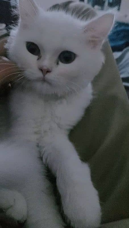 Male Persian Kitten for Sale 0