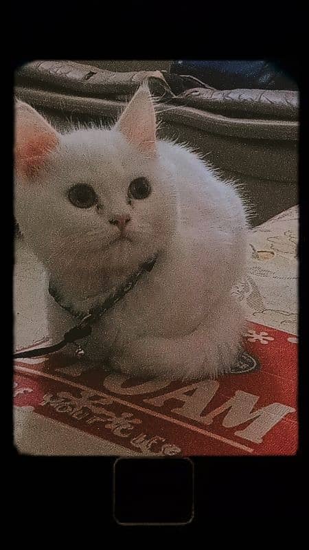 Male Persian Kitten for Sale 3