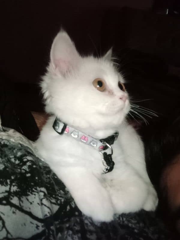 Male Persian Kitten for Sale 4