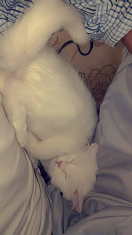 Male Persian Kitten for Sale 5