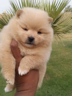 Pomeranian Puppy for Sale 0