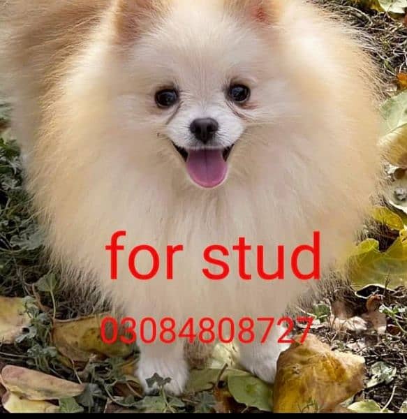 Pomeranian Puppy for Sale 2