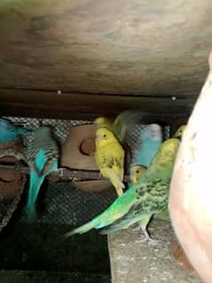 All setup for sale Lovebirds+Budgies+cocktails all breeder pairs+cages 0