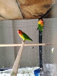 All setup for sale Lovebirds+Budgies+cocktails all breeder pairs+cages