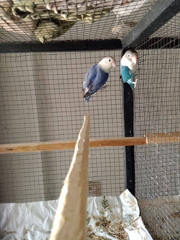 All setup for sale Lovebirds+Budgies+cocktails all breeder pairs+cages 3